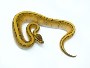 エンチピンレモンバックキャリコ