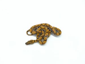 ブラジルレインボーボア“No,1”