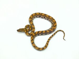 ブラジルレインボーボア“No,2”