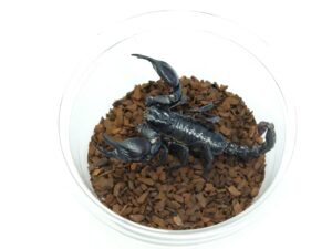 アジアンフォレストスコーピオン