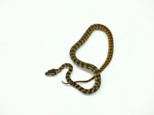 カーペットパイソン（ヘテロアルビノ）