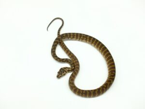 カーペットパイソン（コースタルブレッドリー）