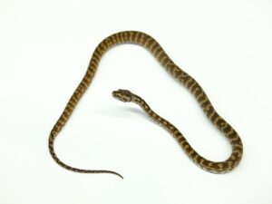 カーペットパイソン（コースタルブレッドリー）