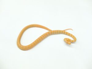 カーペットパイソン（アルビノ）