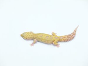 ゴジラジャイアントラプター　スネークアイ