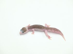 パイドギャラクシー