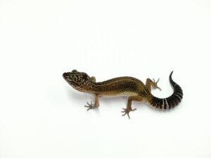 ブラックナイトクロス