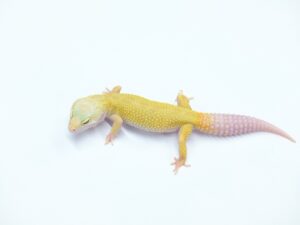 レインウォーターマーフィーパターンレス