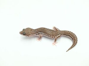 スーパーマックスノー“No,3”