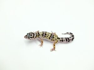 マックスノー“No,1”