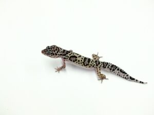 マックスノー“No,2”