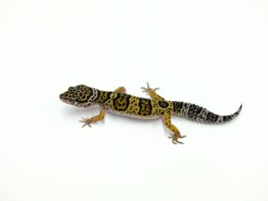 マックスノー“No,4”