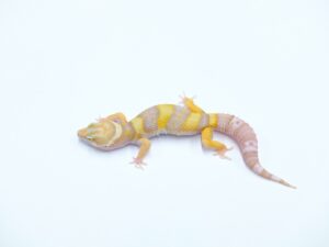 レインウォーターアルビノ“No,2”