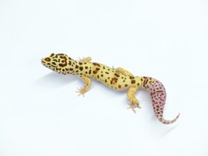 ブラッドサッカー