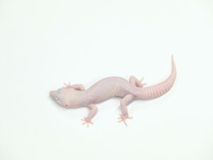 マックスノーディアブロブランコ