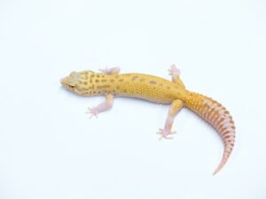 レーダー ソリッドアイ