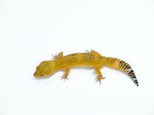 ダークタンジェリン