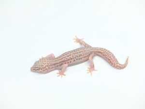 スーパースノーベル