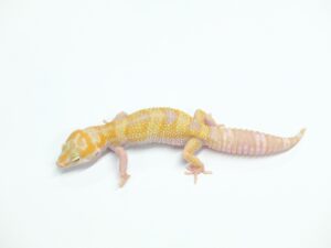 パステルトレンパー