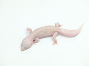 ディアブロブランコ