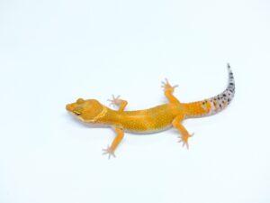 タンジェリンヘテロファイアーウォーター