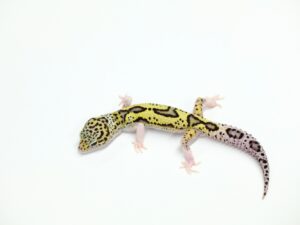 マックスノーエクリプス ソリッドアイ