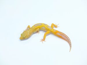 W&Yベルジャングル