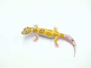 W&Yヘテロベル“No,1”