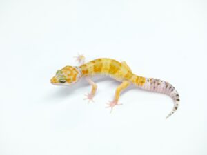 W&Yヘテロベル“No,2”