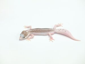 パイドギャラクシー