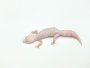 マックスノーホワイトナイト“No,1”