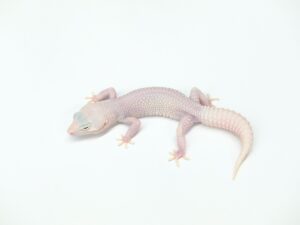 マックスノーホワイトナイト“No,2”