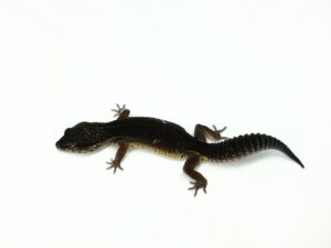 ブラックナイト“No,3”