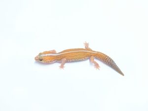 ホワイトアウトアメルパターンレス