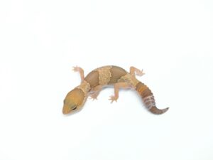 キャラメルヘテロアメル&オレオ