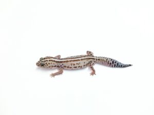 ホワイトアウトオレオパターンレス“No,2”