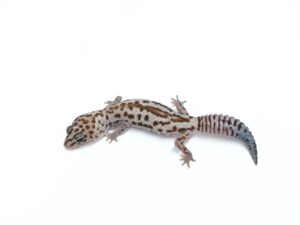 ホワイトアウトオレオパターンレス“No,3”