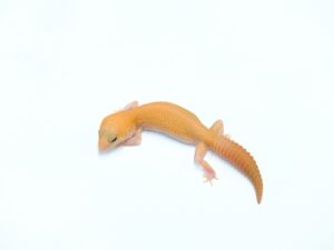 アメルパターンレス