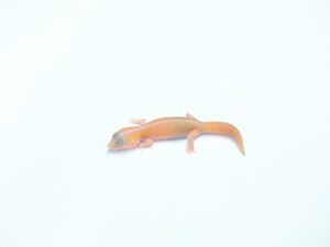 アメルパターンレス“No,2”