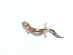 オレオズールーヘテロキャラメル“No,2”