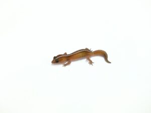 パターンレスヘテロアメル