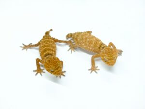 オニタマオヤモリ