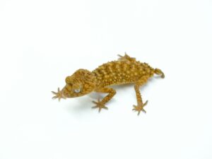 オニタマオヤモリ