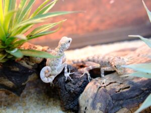 カータートゲオヤモリ