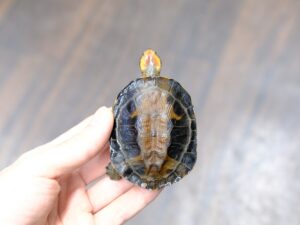 ズアカヒラタヘビクビガメ