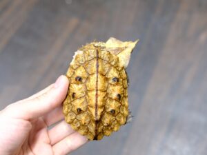 アマゾンマタマタ