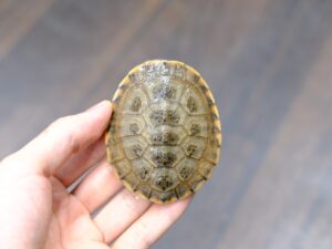 ヒラリーカエルガメ