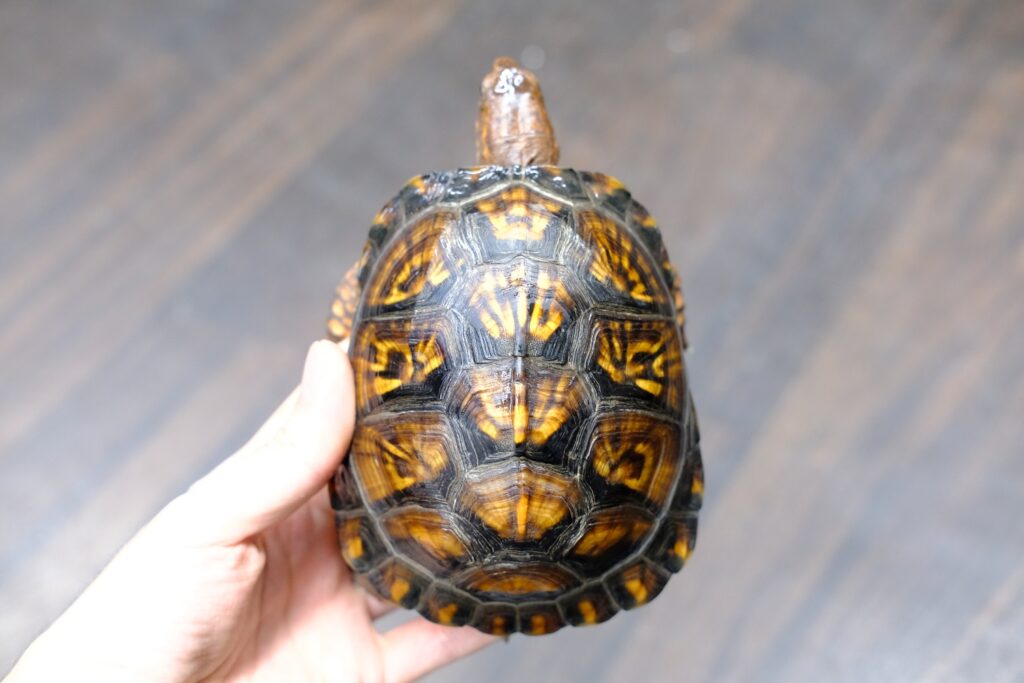 トウブハコガメ - 爬虫類、両生類のペット販売Maniac Reptiles