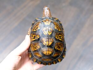 トウブハコガメ