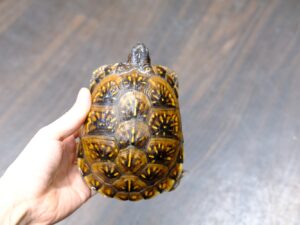 トウブハコガメ